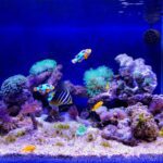 Aqueon Launches BlueIQ App for Smart and Easy Aquarium Care