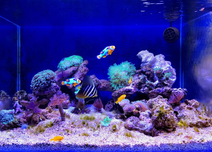 Aqueon Launches BlueIQ App for Smart and Easy Aquarium Care