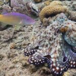 How Punching Octopuses Organize Fish Hunting Parties?