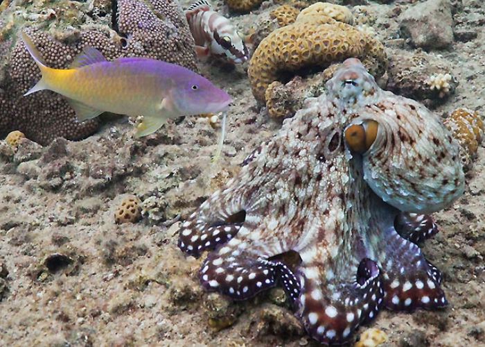 How Punching Octopuses Organize Fish Hunting Parties?