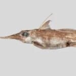 New Ghost Shark Species Discovered in New Zealand Waters