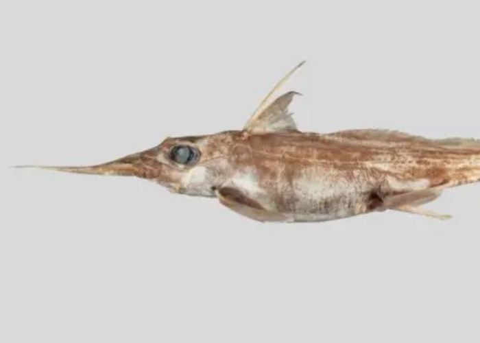 New Ghost Shark Species Discovered in New Zealand Waters