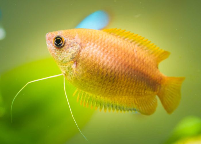 The Top 10 Most Exotic Fishes Trending in 2024