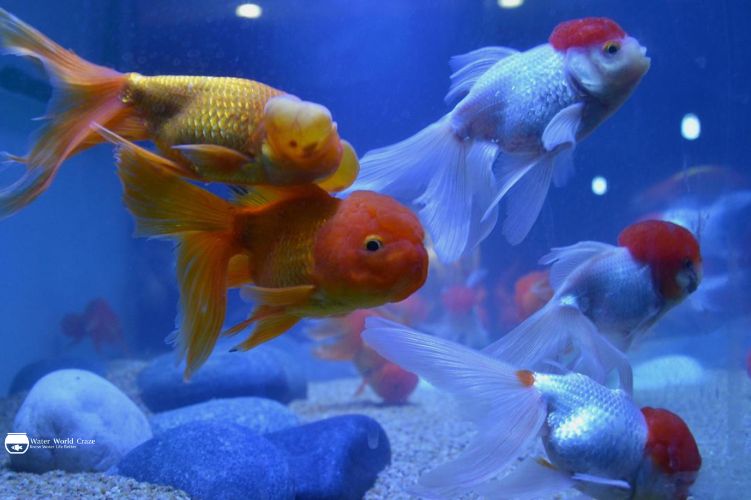 Aquarium Fishes Taking Over Social Media- The Latest Viral Species