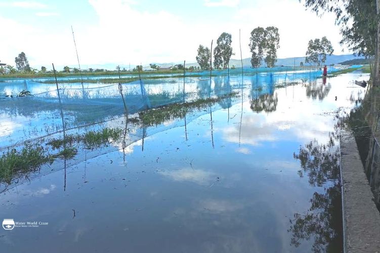 Fish Farms Flooded- 200 Hectares Under Water in Kakching